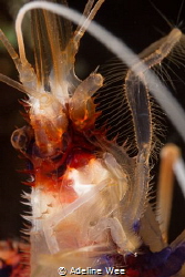 Getting up close & really personal with a cleaner shrimp. by Adeline Wee 